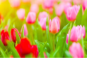 spring energy saving tips for homes