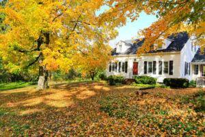 fallen leaves in yard during the fall