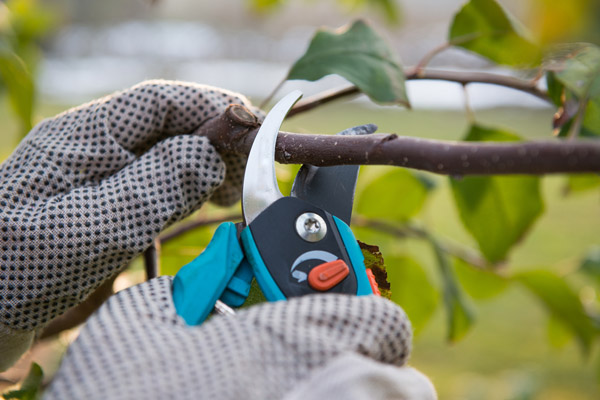 image of homeowner pruning trees in the fall