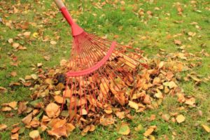 raking leaves in the fall