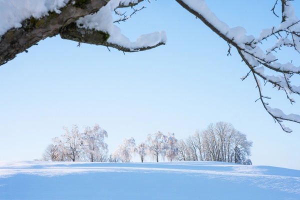 snowy field and frozen trees depicting winter