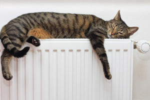 cat sleeping on a radiator and boiler heat