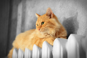 cat on radiator depicting home heating oil system
