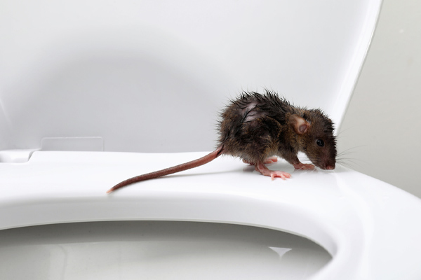 Avoid Dealing With Animals In Toilets - Skylands Energy Service Avoid Dealing With Animals In Toilets - Skylands Energy Service