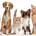 Simple Tips For Pet Owners To Improve Their Indoor Air Quality