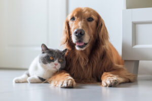 image of pets on floor depicting dander and indoor air quality