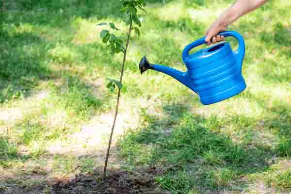 planting a tree for energy savings