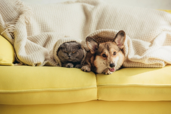 cat & dog lying under the blanket on the couch depicting Factors That Impact Filter Replacement Frequency