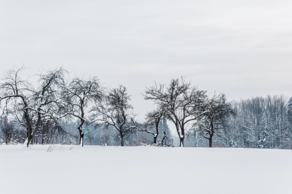 winter landscape depicting seasonal shifts