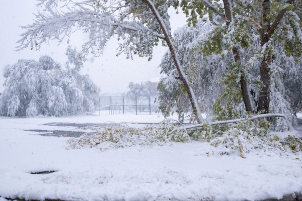 fallen tree during winter storm