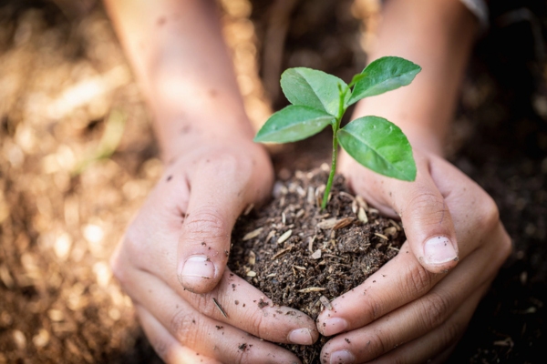 hands protecting green sprout with soil depicting Cleaner Heating Options